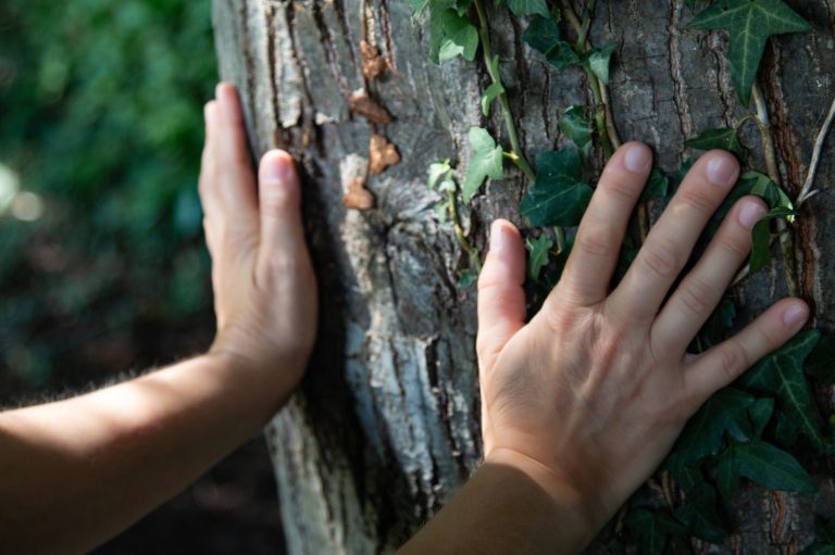 photo d'un arbre